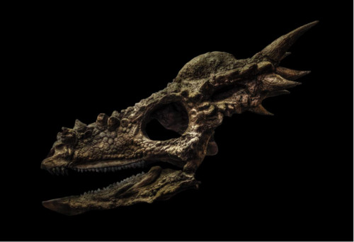 Stygimoloch Spinifier