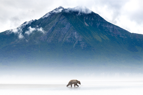 Mists of Time (Brown Bear, Hallo Bay, Alaska), 2022 (M)