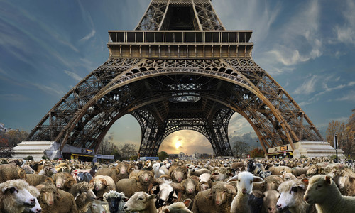 Transhumance, 2011