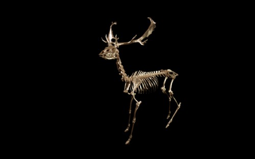 Fallow Deer Buck skeleton