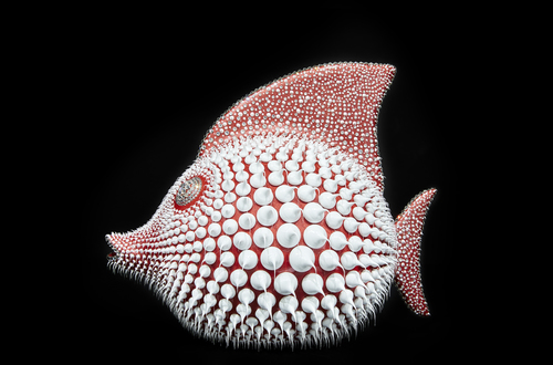 Poisson Lune - Corail, 2021