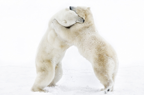 Bear Hug (Polar Bear, Churchill, Canada), 2021 (M)